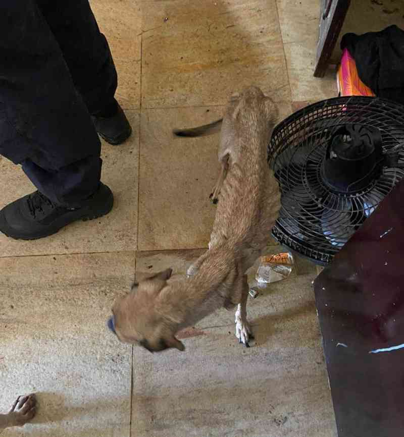 Animais são encontrados em situação de maus-tratos em apartamento de Vila Velha, ES