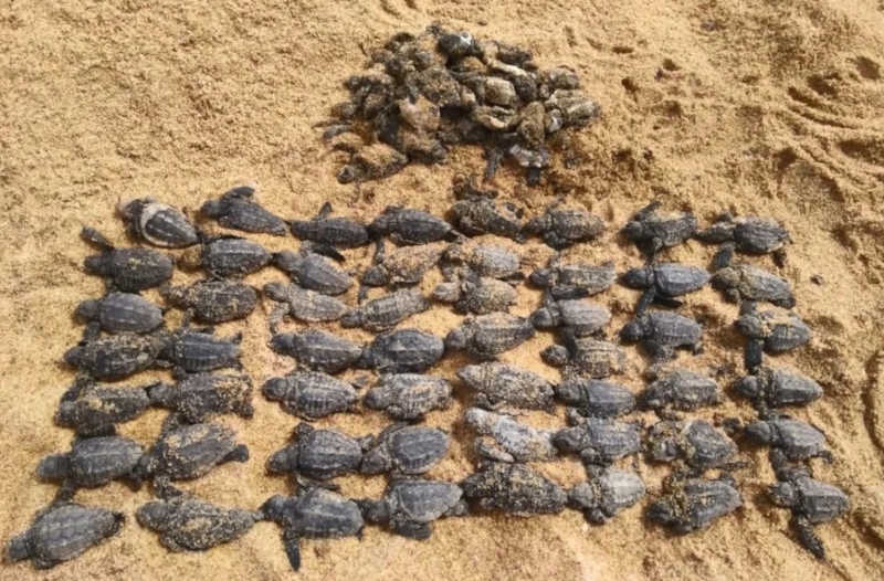 Quase 90 filhotes de tartaruga são encontrados mortos depois de carro passar por cima de ninho no ES