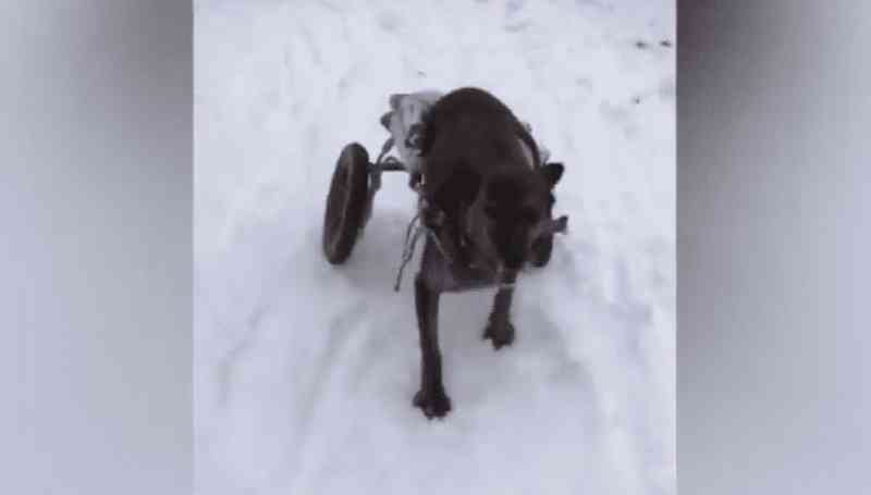 Cães paraplégicos divertem-se na neve nos EUA