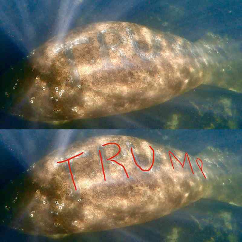 EUA: peixe-boi é encontrado com o nome ‘Trump’ cravado em suas costas