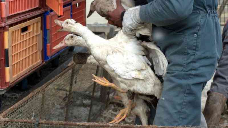 Surto de gripe aviária em França leva ao abate de centenas de milhares de patos