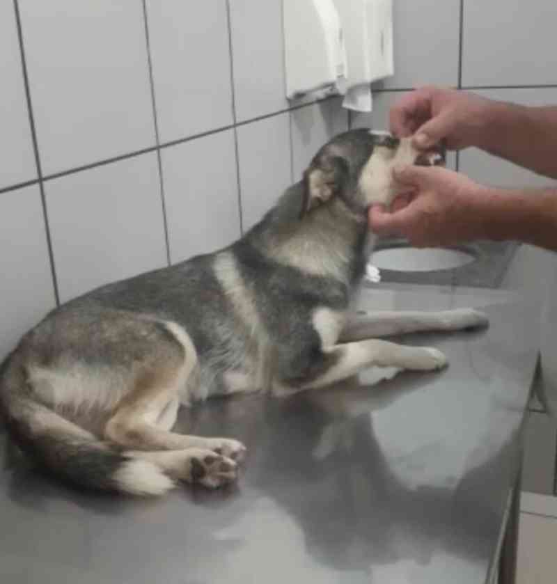 Negada liminar a tutoras de cadela resgatada após quatro dias sem água e alimentos; animal permanece em lar temporário