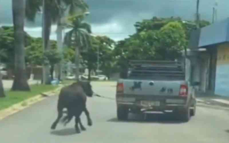 Cavalo é amarrado a picape e arrastado por rua de Itapuranga, GO; vídeo