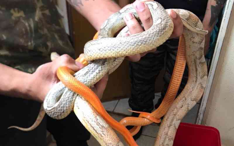 Estudante de biologia é preso suspeito de manter 11 cobras exóticas em apartamento de Valparaíso de Goiás
