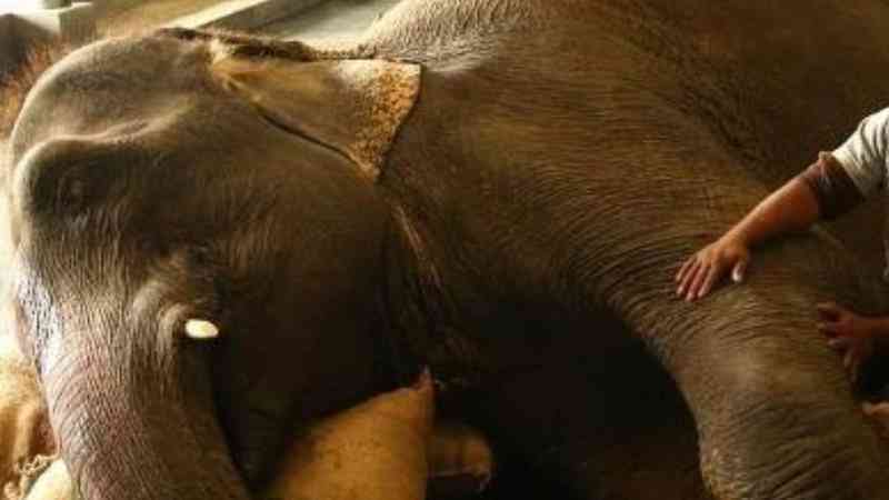 Elefanta de 40 anos que era obrigada a consumir álcool e tabaco é resgatada na Índia