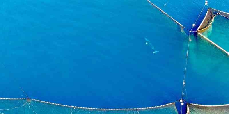 Apesar dos apelos, baleia-anã presa em redes de pesca no Japão foi morta por pescadores em Taiji, no Japão