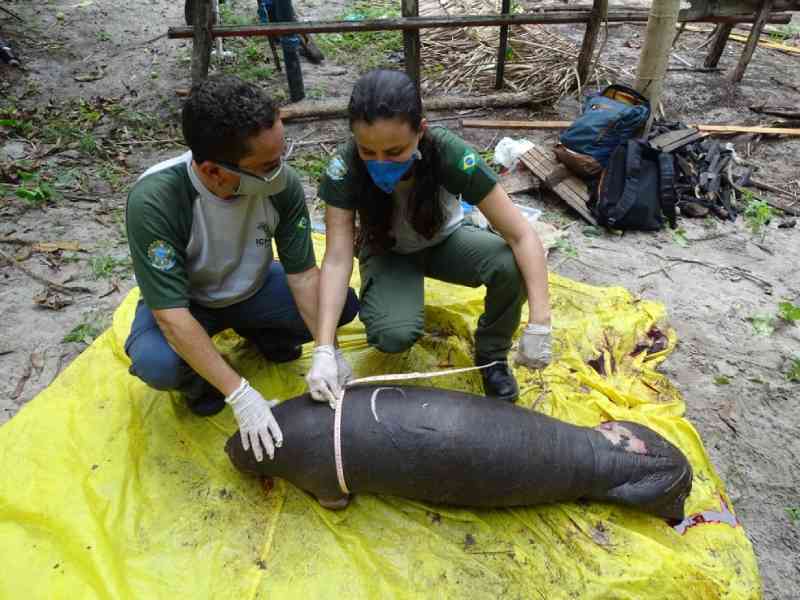 Filhote de peixe-boi é encontrado morto em Humberto de Campos, no Maranhão