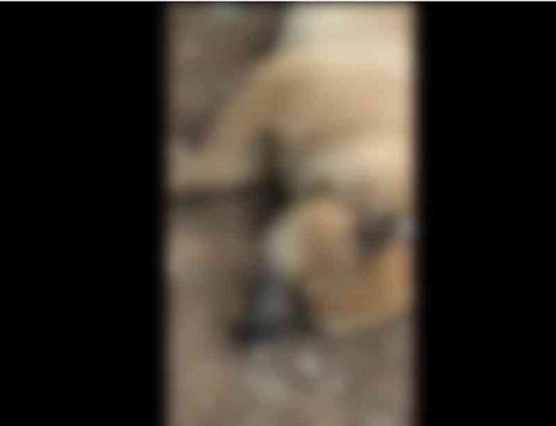 Cadela é encontrada morta com sinais de maus-tratos em Lagoa Santa, na Grande BH