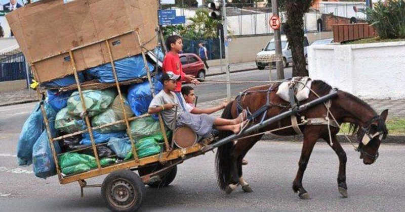 Prefeito sanciona lei que proíbe carroças puxadas por animais em Belo Horizonte, MG