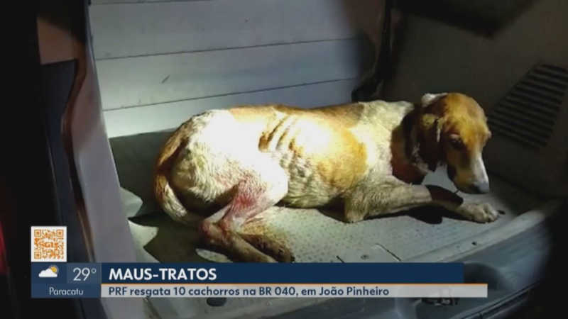 Dez cachorros vítimas de maus-tratos são resgatados pela polícia na BR-040 próximo a João Pinheiro, MG