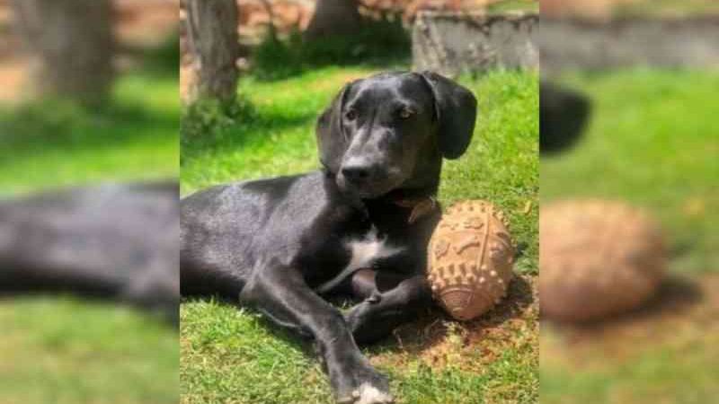 MP é acionado para que investigue morte de cadela em ação da Polícia Civil do DF