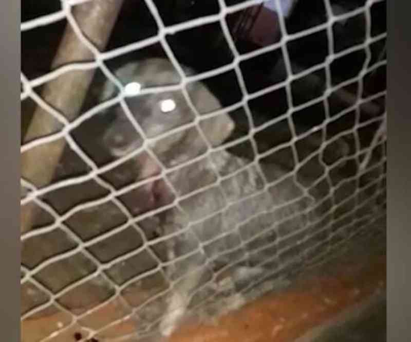 Leitora denuncia animais abandonados em revenda de gás em Campo Grande, MS