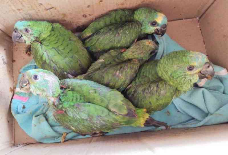 PMA autuou sete traficantes de animais silvestres em R$ 41 mil em 2020