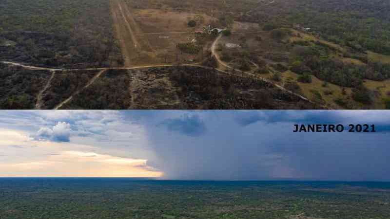 Árvores começam a dar frutos no Pantanal após queimadas e animais são vistos se alimentando; veja antes e depois