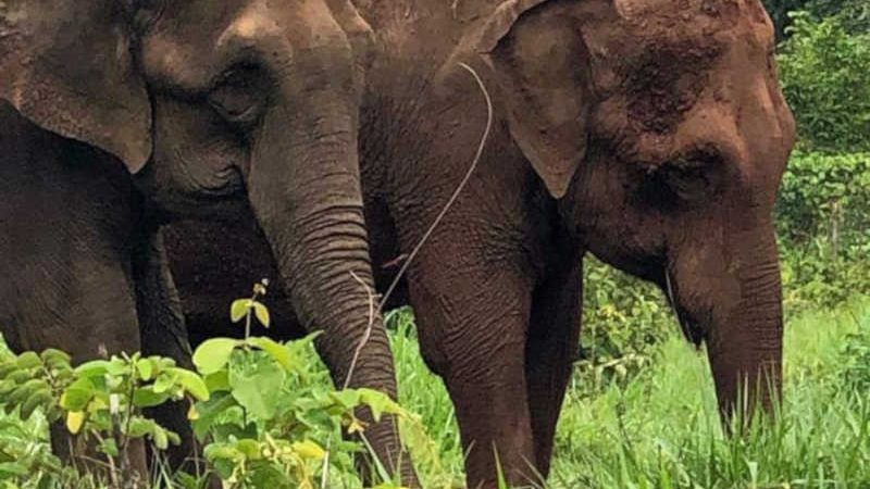 ONGs declaram à Justiça apoio à permanência da elefanta Bambi em santuário