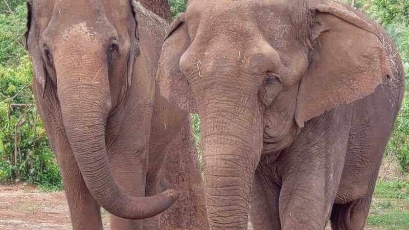 ‘Bambi fica na manada’: campanha pede apoio de ONGs para elefanta NÃO VOLTAR a zoológico