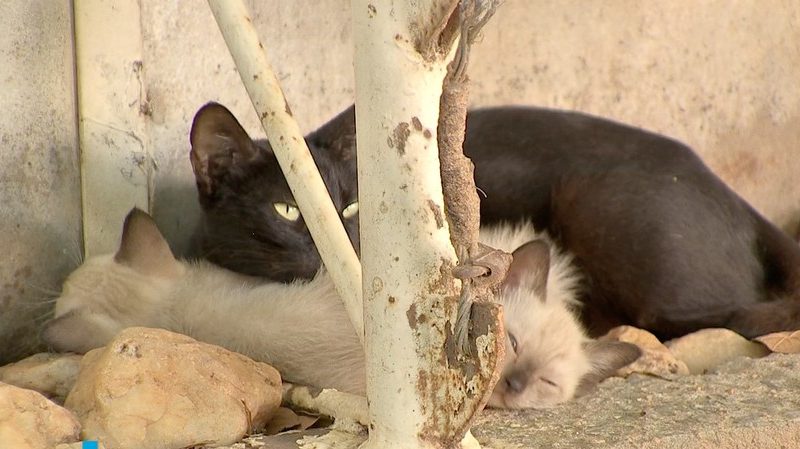 Investigação do MP apura envenenamento de gatos perto de condomínio de luxo em Cuiabá, MT