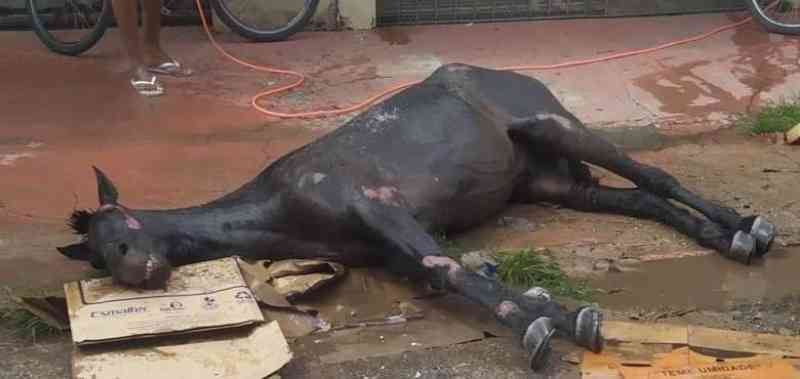 Cavalo morre após ser espancado e abandonado no meio da rua pelo suposto tutor, em Belém, PA