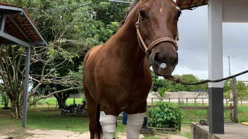 Cavalo da PM que ficou ferido após fugir em Belém (PA) já está se recuperando e não será sacrificado