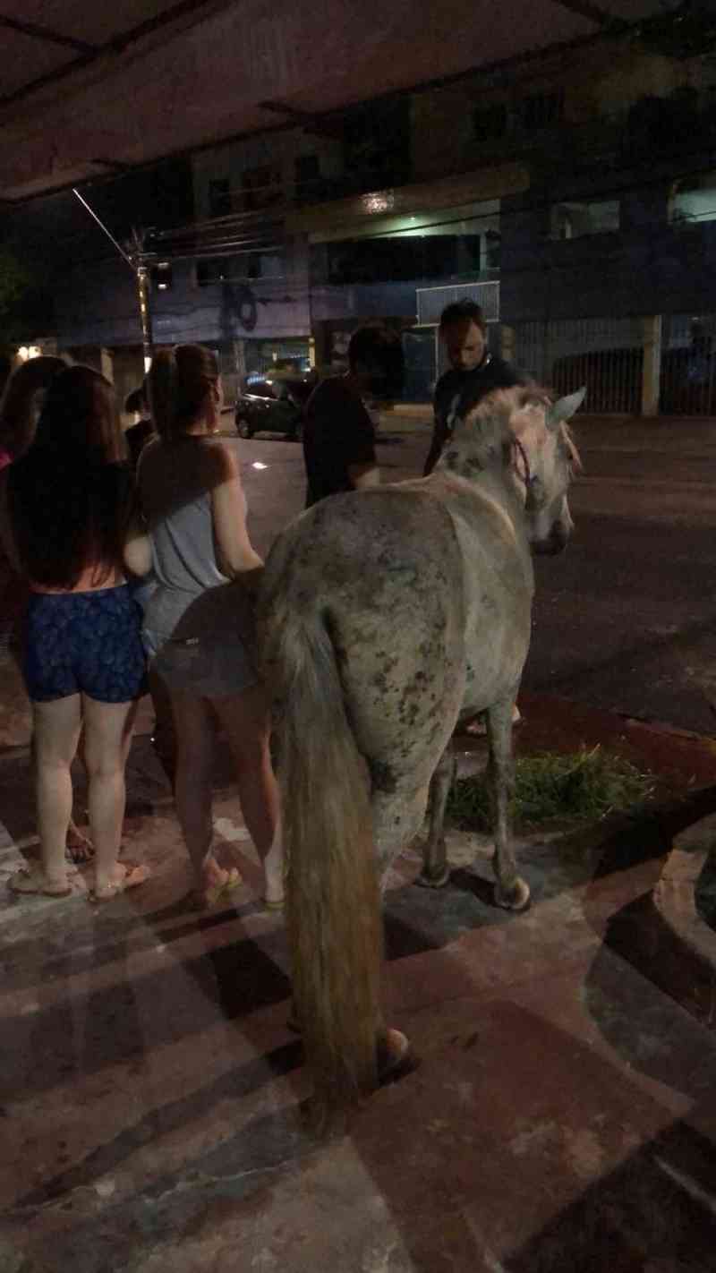 Polícia Civil investiga crime de maus-tratos contra animal no bairro do Jurunas, em Belém, PA