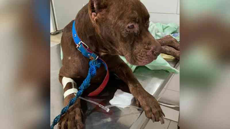 Magra, com larvas no ouvido e ferimentos, pitbull abandonada é resgatada por ONG em Santarém, PA