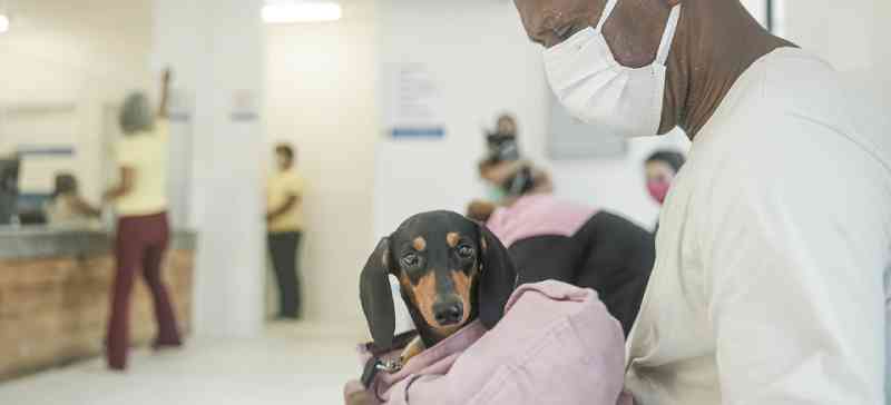 Hospital Veterinário do Recife (PE) inicia agendamento para castração