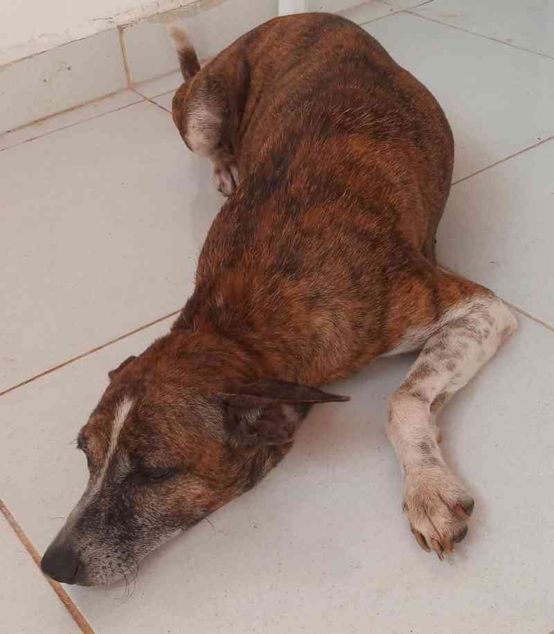 Cadelas são resgatadas por policiais após denúncia de maus-tratos em Parnaíba, PI