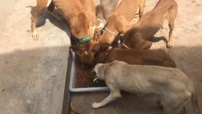Delegacia faz campanha para arrecadar ração para cachorros vítimas de maus-tratos no Piauí