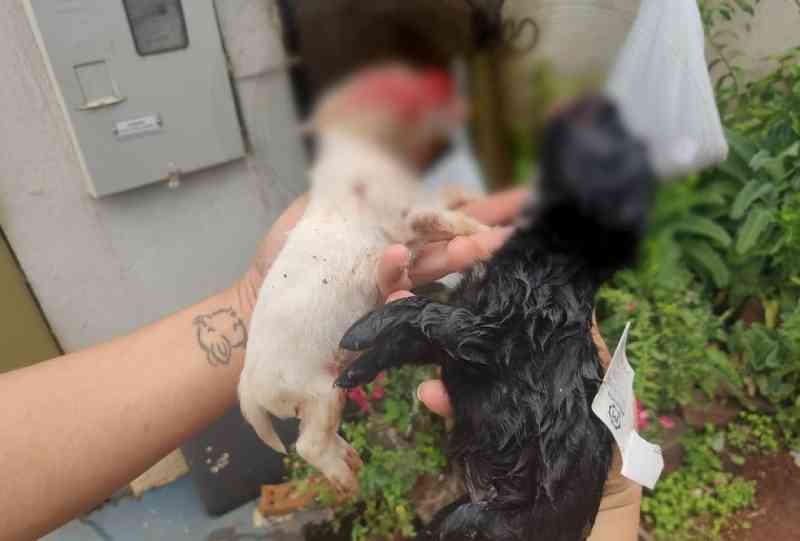 Cachorros filhotes são mortos a pauladas, e duas suspeitas de maus-tratos são presas em Foz do Iguaçu, PR