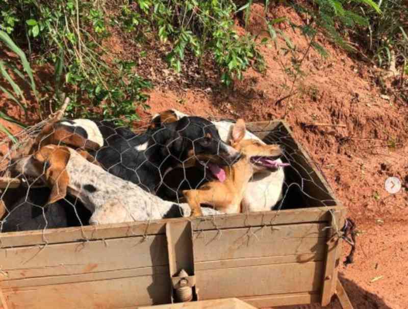 Polícia ambiental flagra motociclista transportando 6 cães em carretinha, em São Jorge do Patrocínio, PR