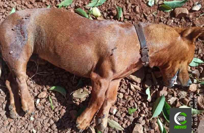 Cachorro é morto a tiros no interior de Santa Helena, PR