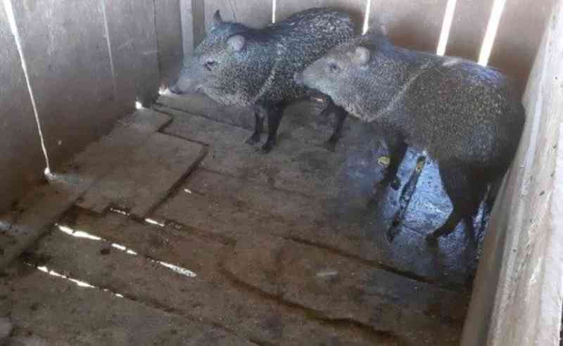 Porcos-do-mato mantidos em cativeiro ilegal são resgatados em São Miguel do Iguaçu, PR