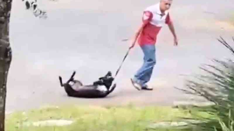 Casal que aparece em vídeo agredindo cão em Colombo (PR) é identificado e animal resgatado; assista