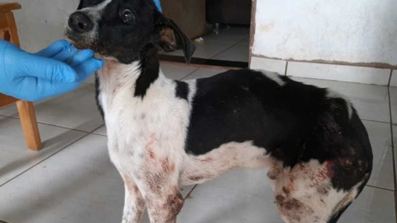 Homem é preso por manter cão em situação de maus-tratos em Paranavaí, PR