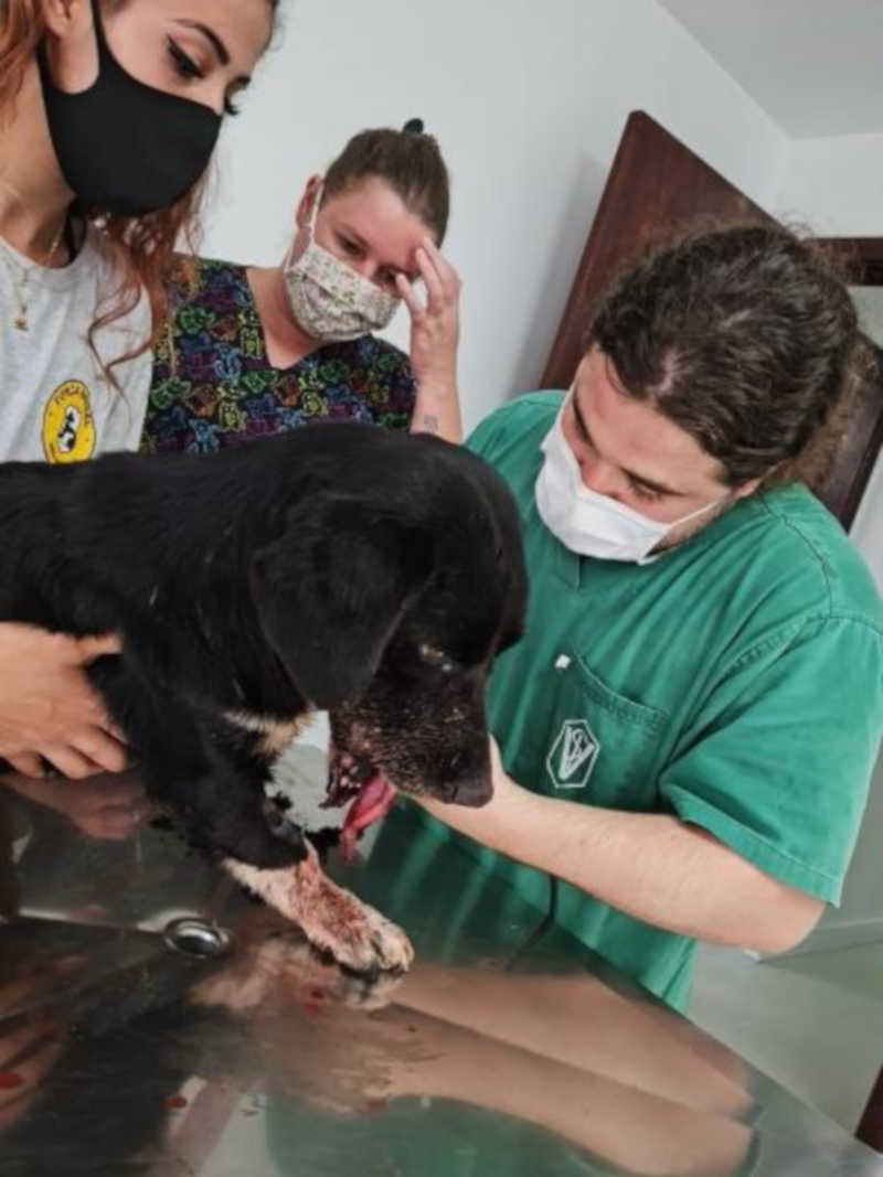 Crueldade: cadela perde parte da boca depois de ter rojão amarrado no corpo no Paraná