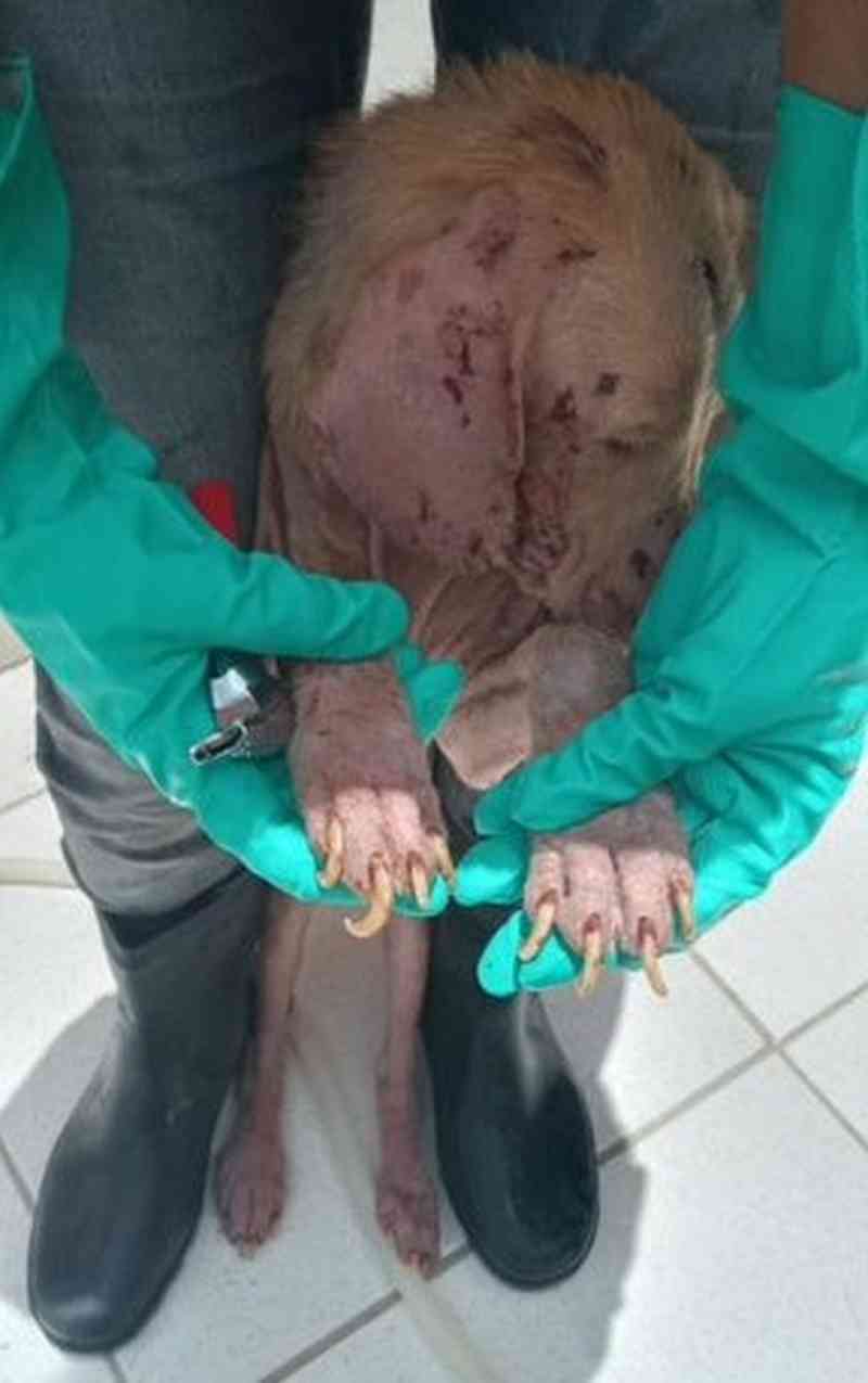 Cães e gatos são encontrados em situação de maus-tratos no canil municipal de Cabo Frio, no RJ