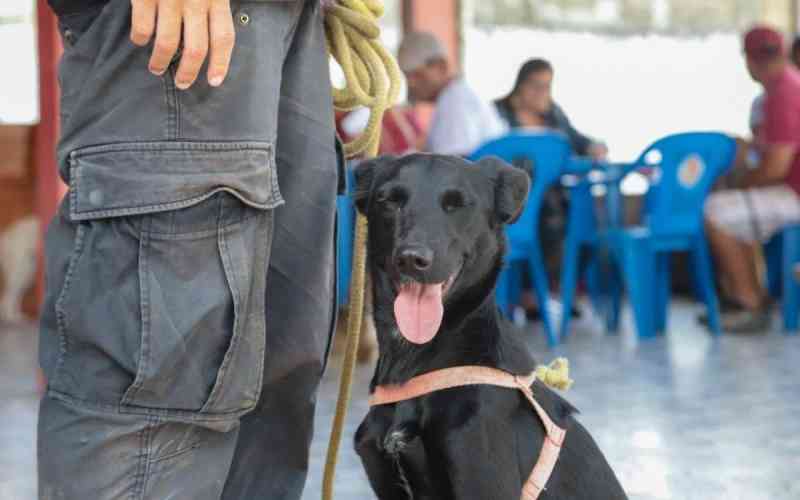 Proteção Animal abre inscrições para castração de cães e gatos em Maricá, RJ