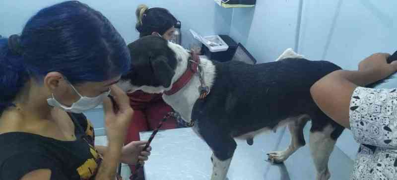 Investigação: matança de cães por envenenamento e tiros em Nova Iguaçu, RJ