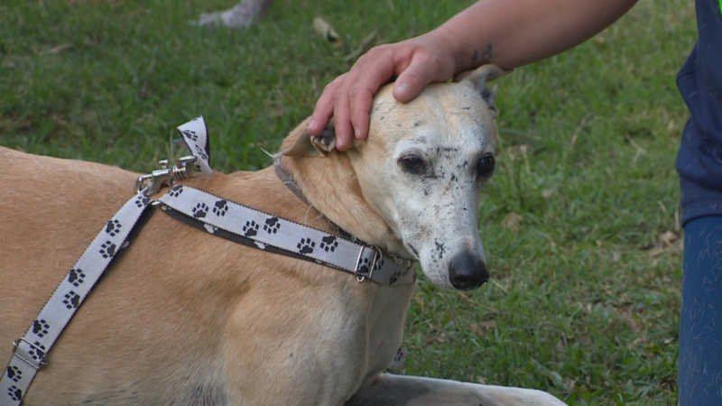 Rio de Janeiro deve ter lei proibindo corrida de cães no estado