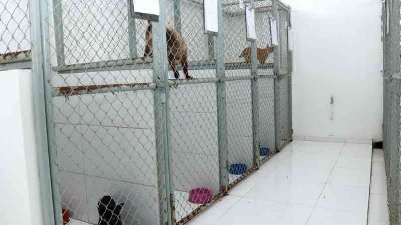 Centro de Zoonoses resgata animais abandonados em órgãos públicos de Boa Vista, em Roraima