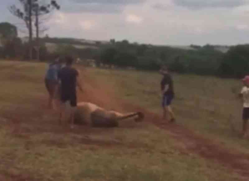 Grupo que amarrou e espancou cavalo em Santo Ângelo (RS) é investigado pela Polícia Civil