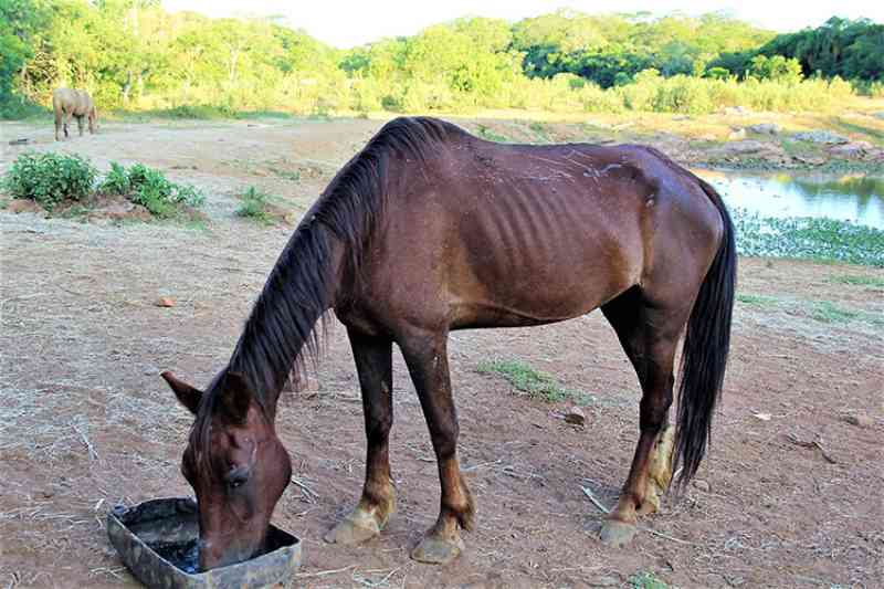 Pandemia e estiagem prejudicam ações da ONG Cavalo de Lata