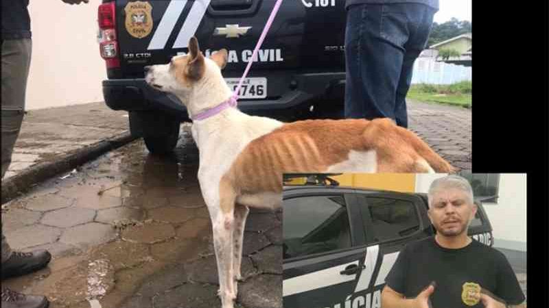 Cão extremamente magro é resgatado depois de denúncia de maus-tratos em Gaspar, SC