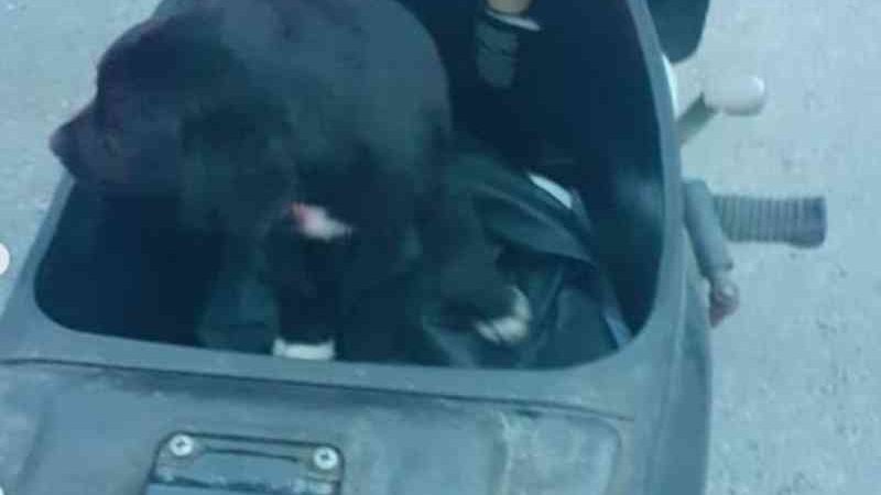 Mulher é presa por trancar filhote de cachorro no compartimento de cargas de uma moto em Guaramirim, SC
