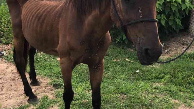 Cavalo vítima de maus-tratos é resgatado, em Tijucas, SC
