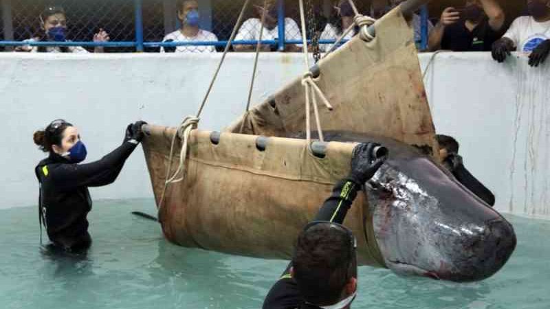 De baleias a tartarugas: 6,5 mil animais marinhos foram resgatados no litoral de SC
