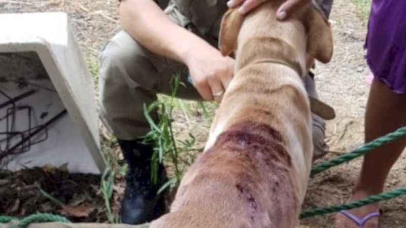 Cachorro em situação de maus-tratos é resgatado em Porto Belo, SC