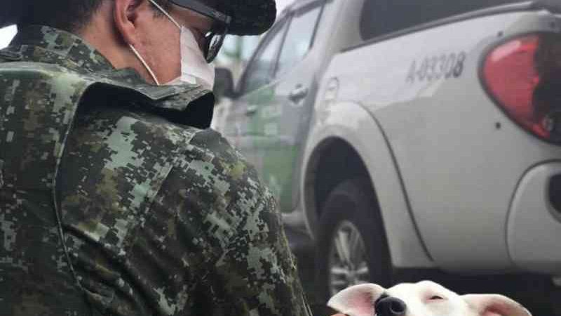 Polícia Ambiental multa morador de Caraguatatuba (SP) em R$ 9 mil por maus-tratos a animais
