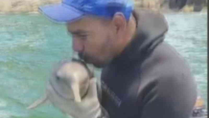 Vídeo: pescador viraliza ao salvar golfinho preso em rede: ‘Ganhei o ano’