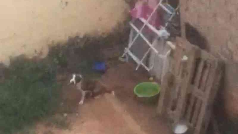 Jovem é preso em flagrante por deixar cão acorrentado na chuva e sem comida em Itu, SP
